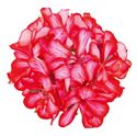 Afbeelding van Geranium Hang P12 Double Royal Candy Cane
